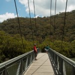 mangrove swamp track