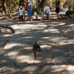 lace monitor on the prowl
